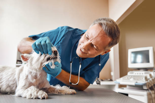 Reliable KY Emergency Dental Service Solutions